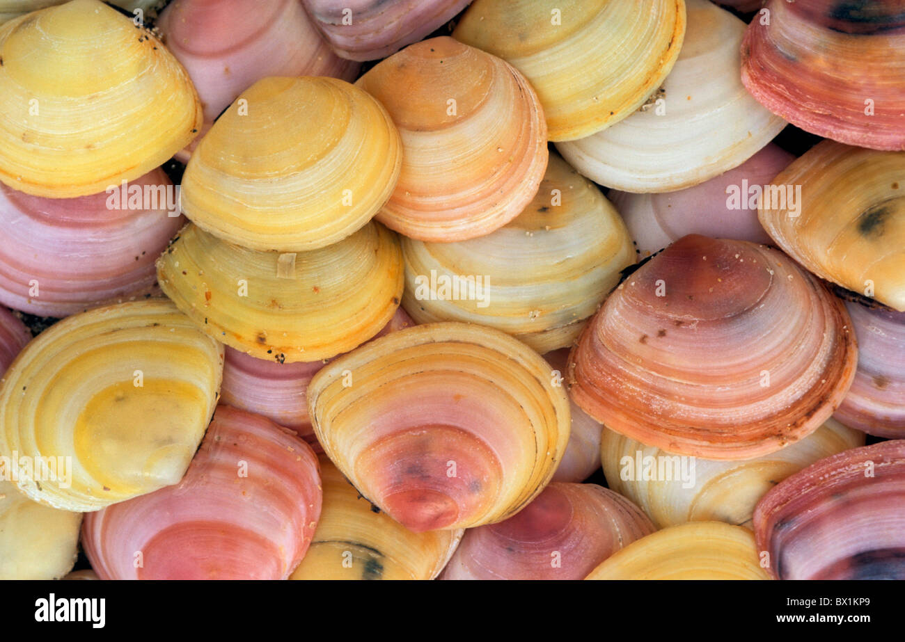 Baltic flat mussel Macoma Balthica mussels mussel Stock Photo
