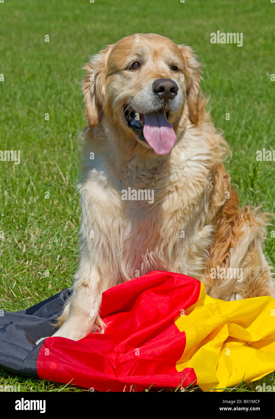 Golden Retriever sitting on a Germany banner Stock Photo