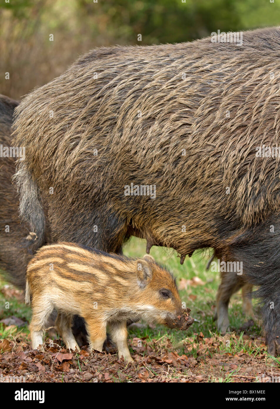 Wild boar with young animal - Sus scrofa Stock Photo