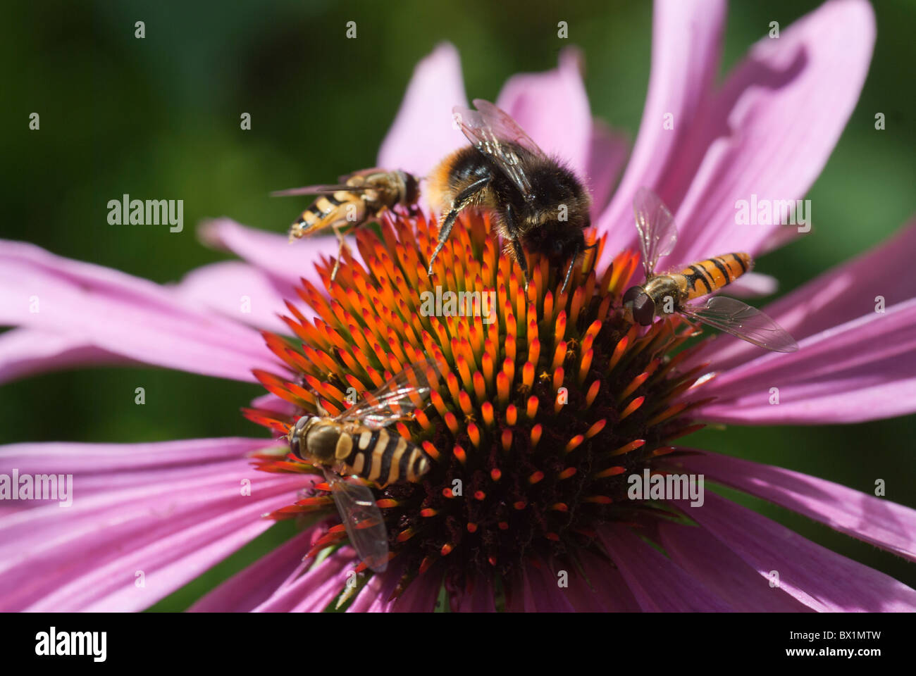A bumble bee feeding on an Echinacea flower head Stock Photo Alamy