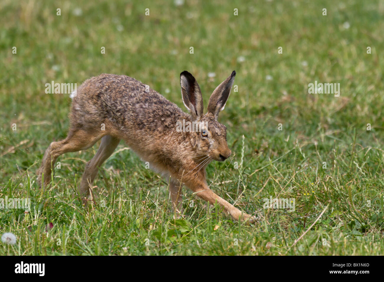 Running brown hare on a green meadow - Lepus europaeus Stock Photo