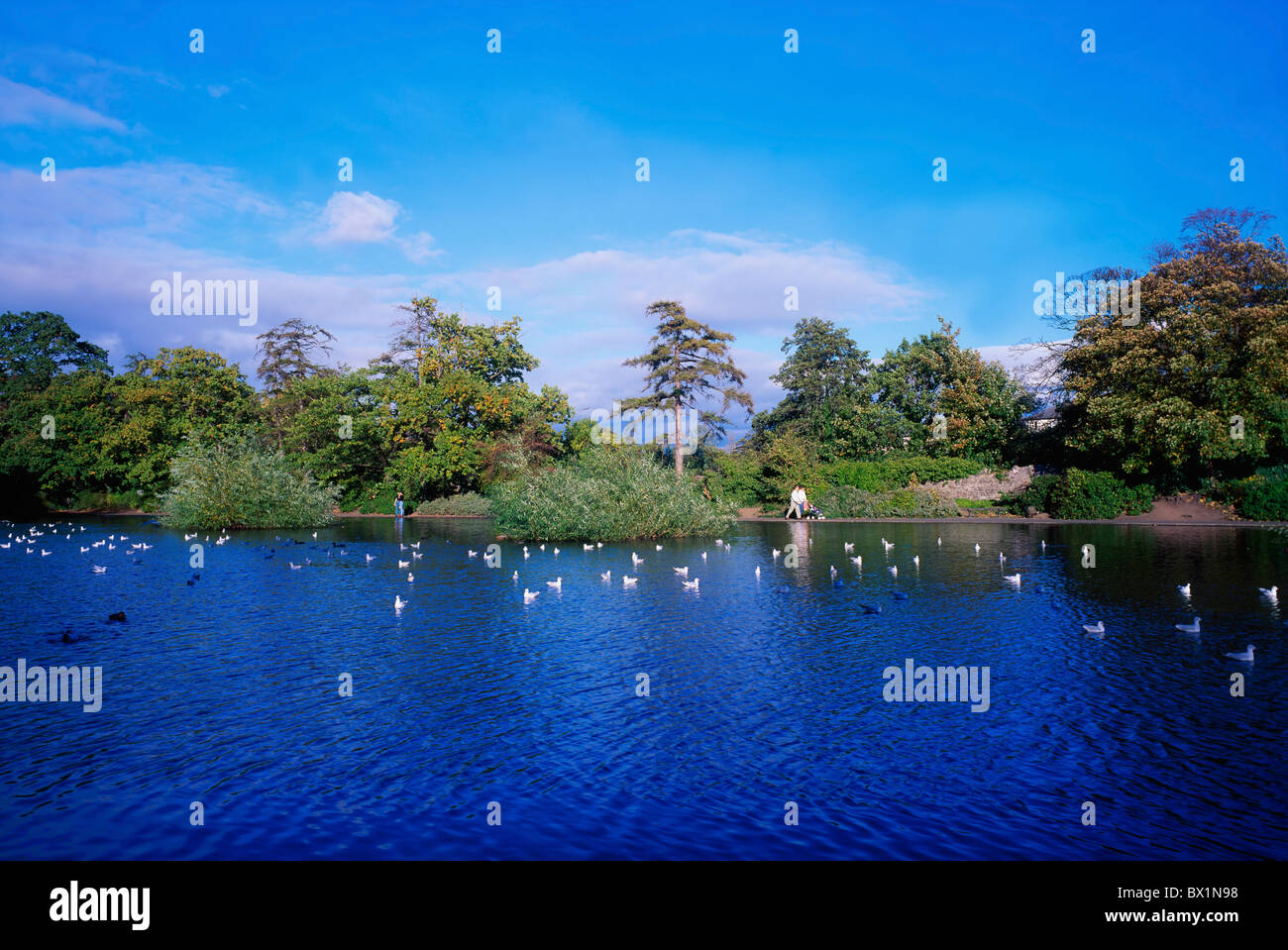 Bushy Park, River Dodder, Rathfarnham, Dublin, Ireland Stock Photo Alamy