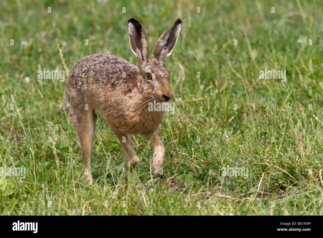 Running brown hare on a meadow - Lepus europaeus Stock Photo