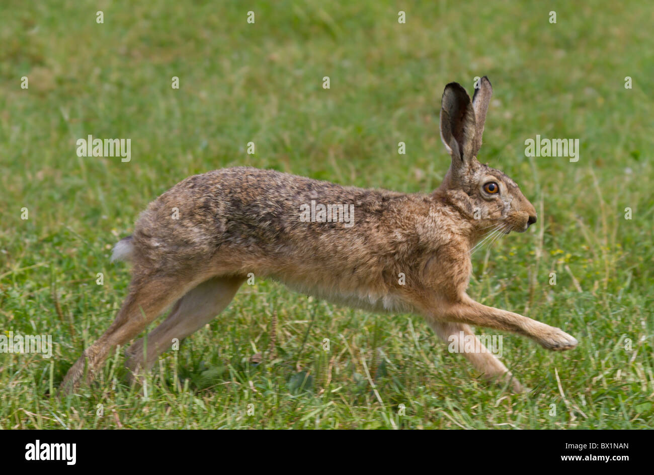 running-brown-hare-on-a-meadow-lepus-europaeus-stock-photo-alamy