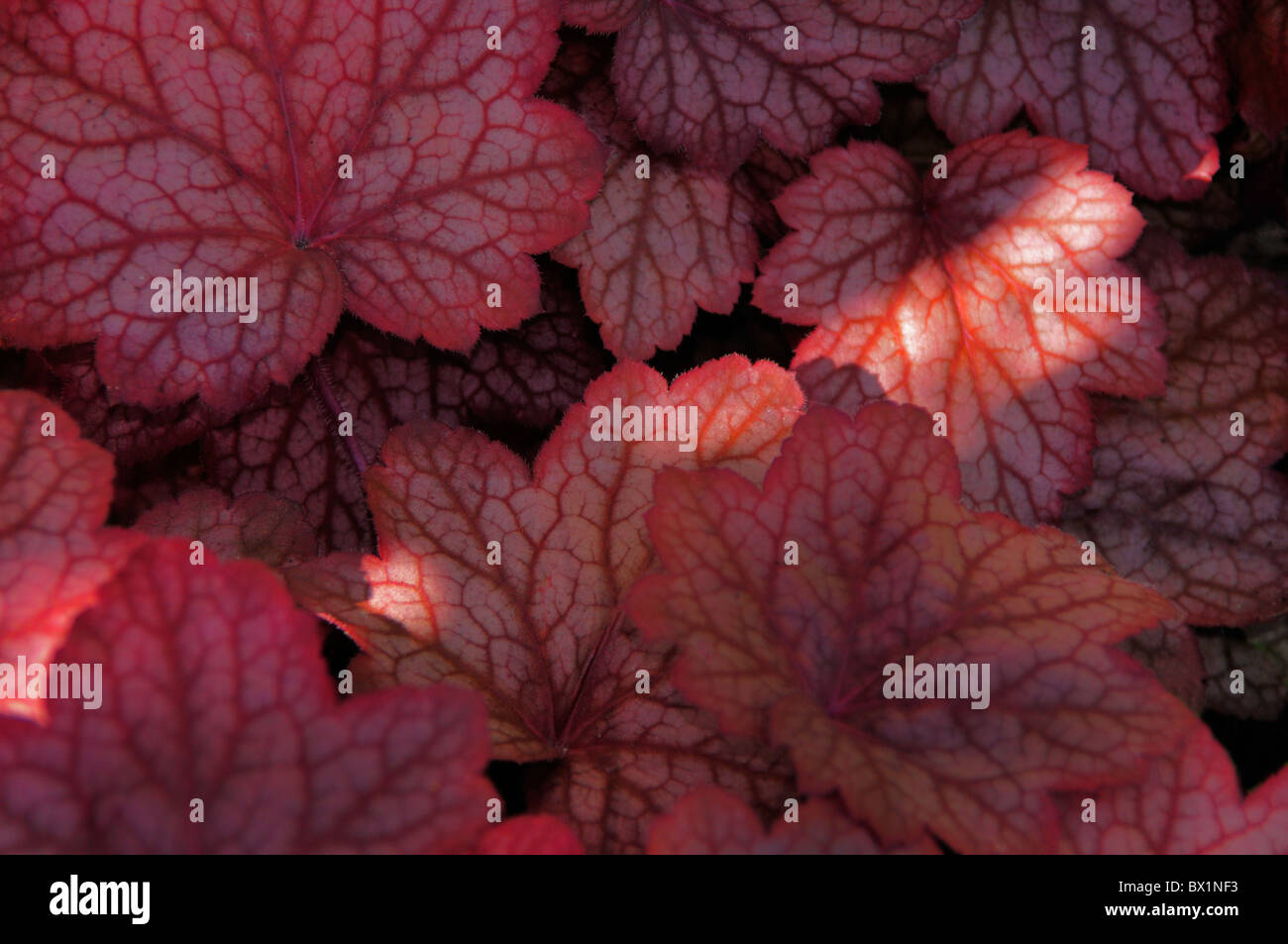 A Heuchera plant wit's broad leaves growing in a garden. Stock Photo
