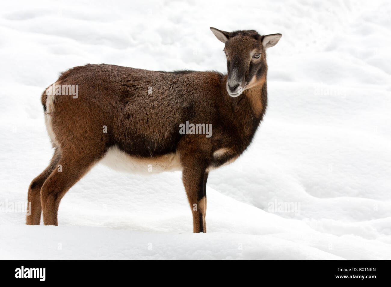 European mouflon in snow - Ovis ammon musimon Stock Photo