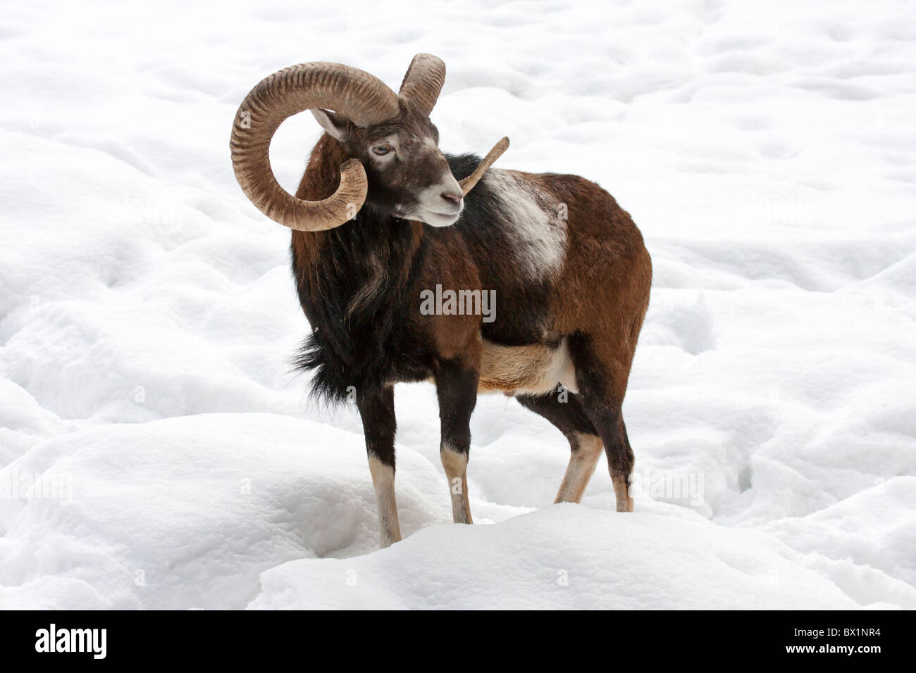 European mouflon in snow - Ovis ammon musimon Stock Photo