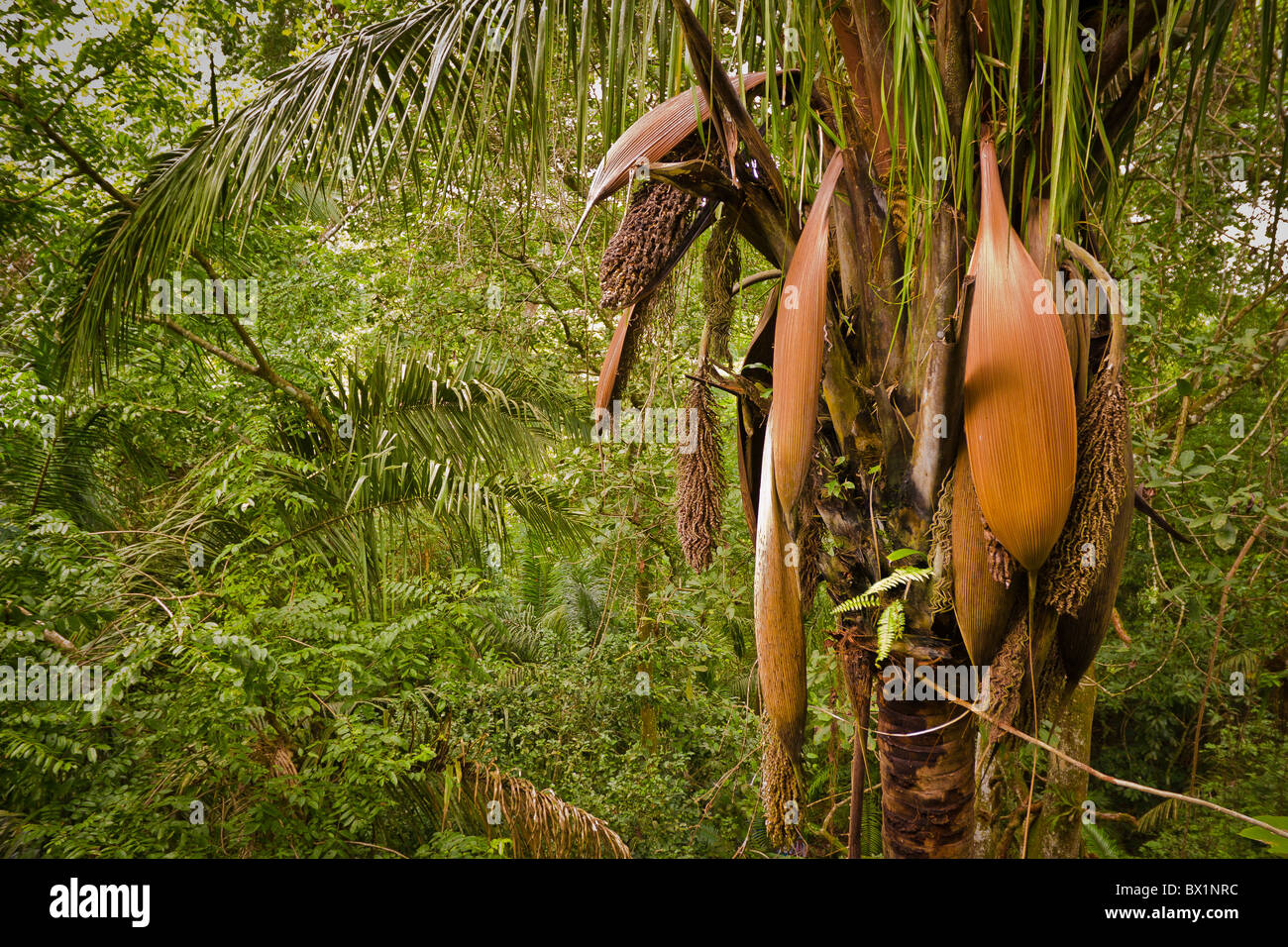 SOBERANIA NATIONAL PARK, PANAMA - Palm tree in jungle, Rainforest Discovery Center at Pipeline Road. Stock Photo