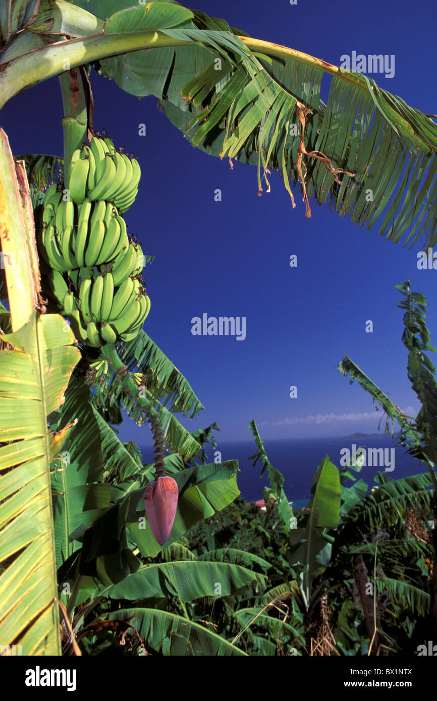 agriculture bananas coast fruit Guadeloupe plantation sea shrubs