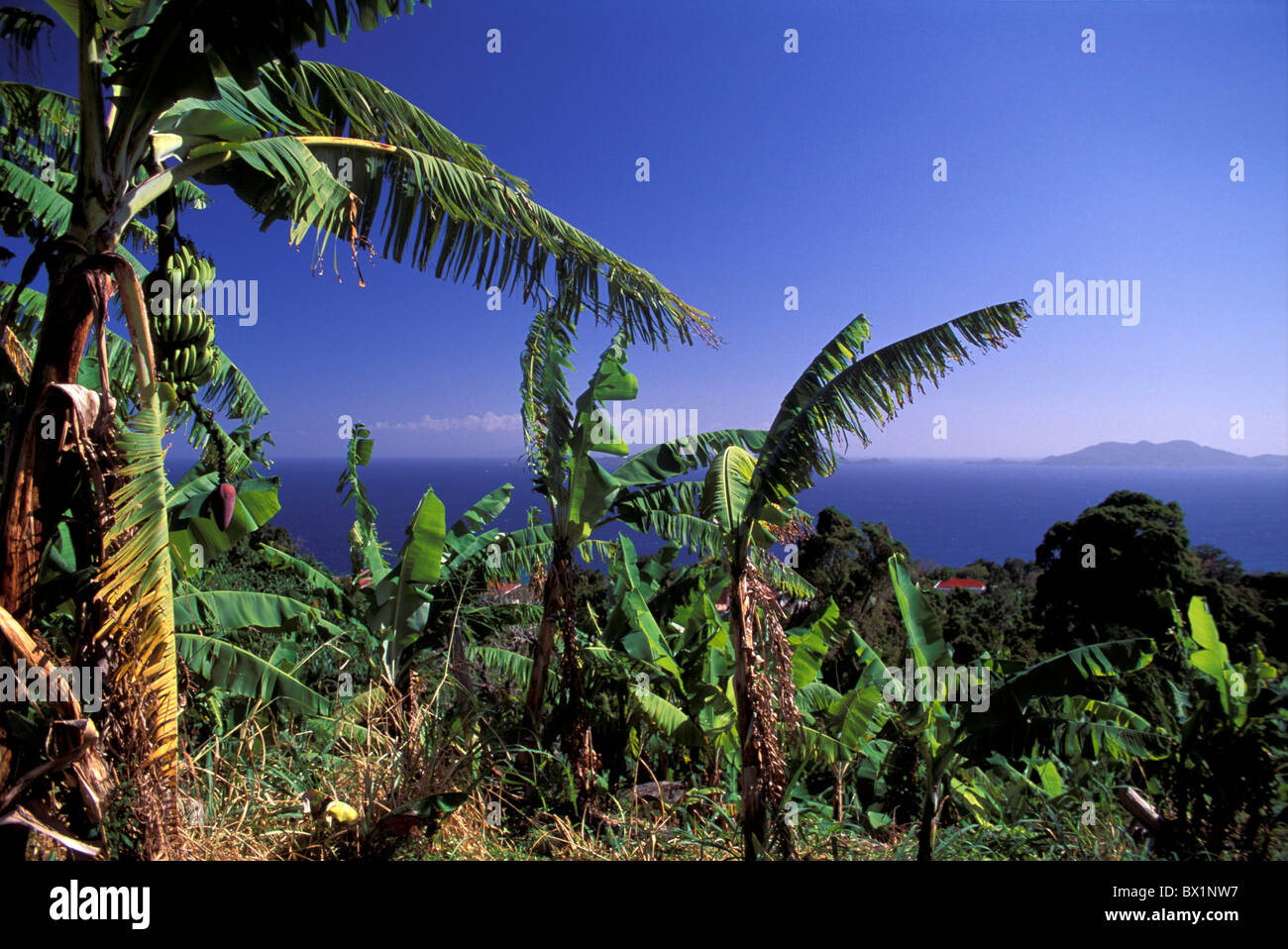 agriculture bananas coast fruit Guadeloupe plantation sea shrubs