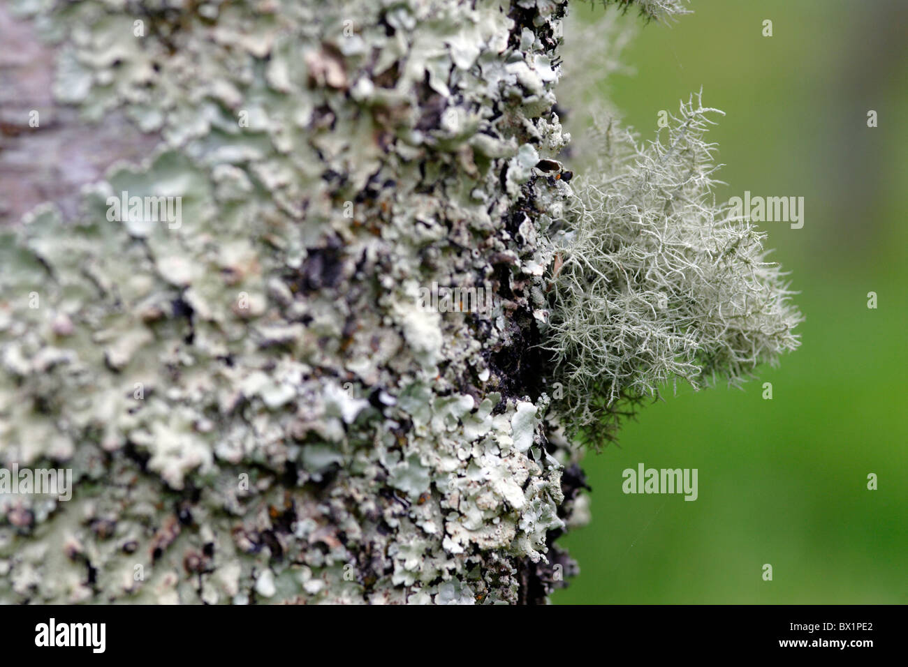 Lichen (Parmelia caperata) growing on tree, England, UK Stock Photo