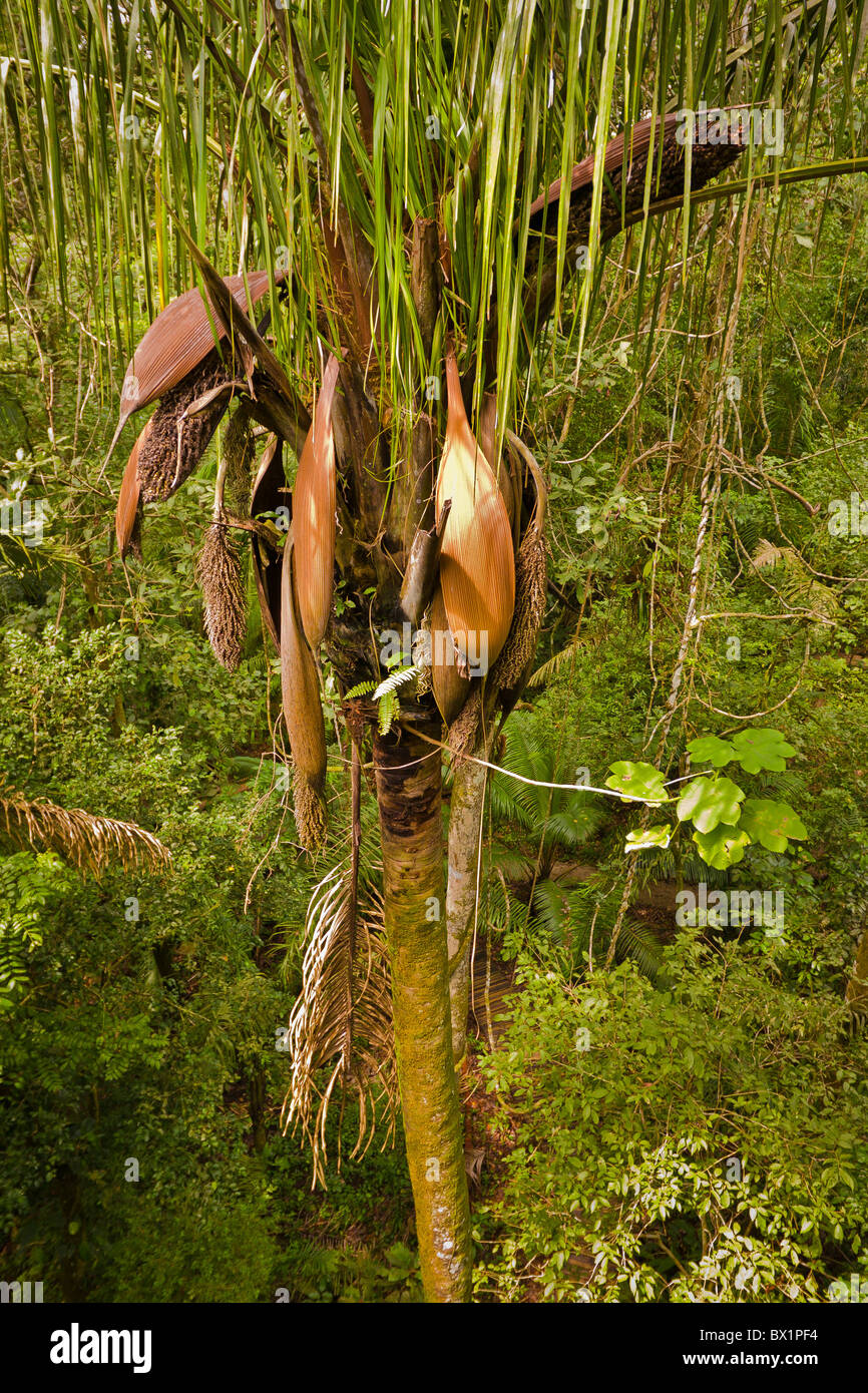 SOBERANIA NATIONAL PARK, PANAMA - Palm tree, Rainforest Discovery Center at Pipeline Road. Stock Photo