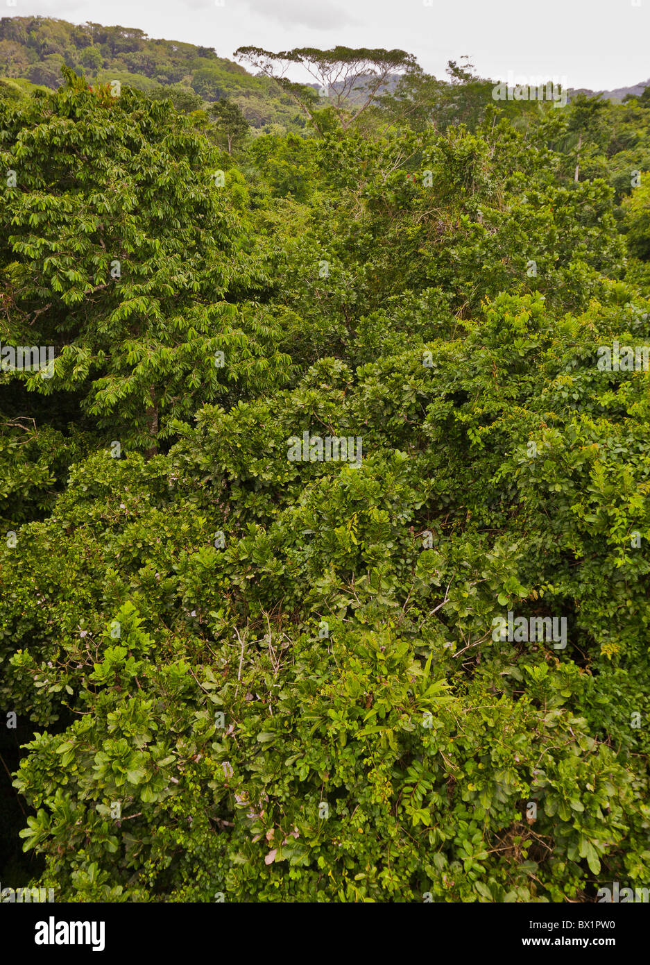 SOBERANIA NATIONAL PARK, PANAMA - Jungle tree canopy, Rainforest Discovery Center at Pipeline Road. Stock Photo