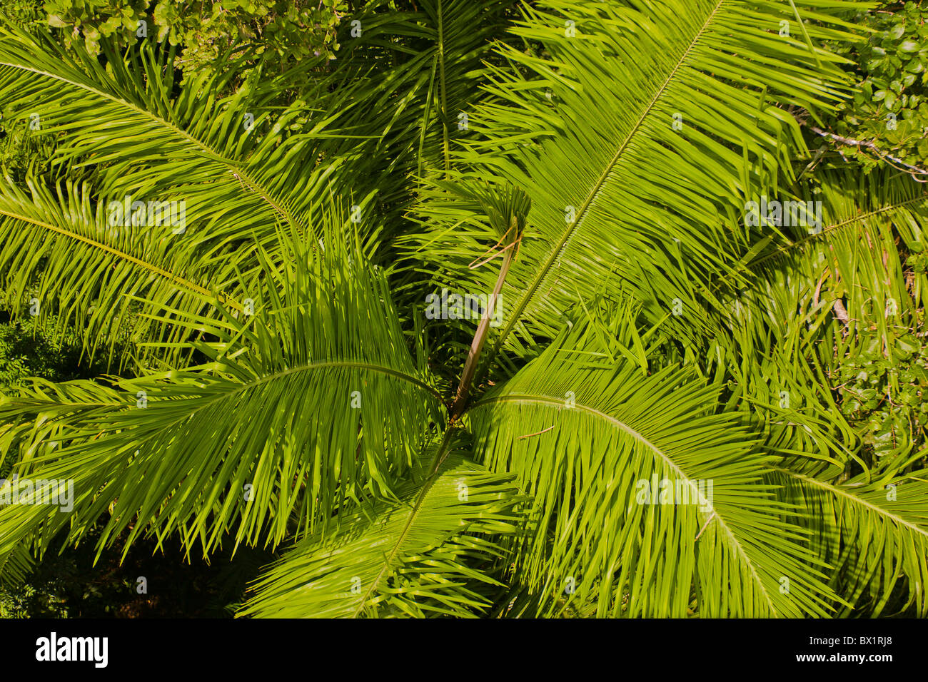 SOBERANIA NATIONAL PARK, PANAMA - Top of palm tree, Rainforest Discovery Center at Pipeline Road. Stock Photo