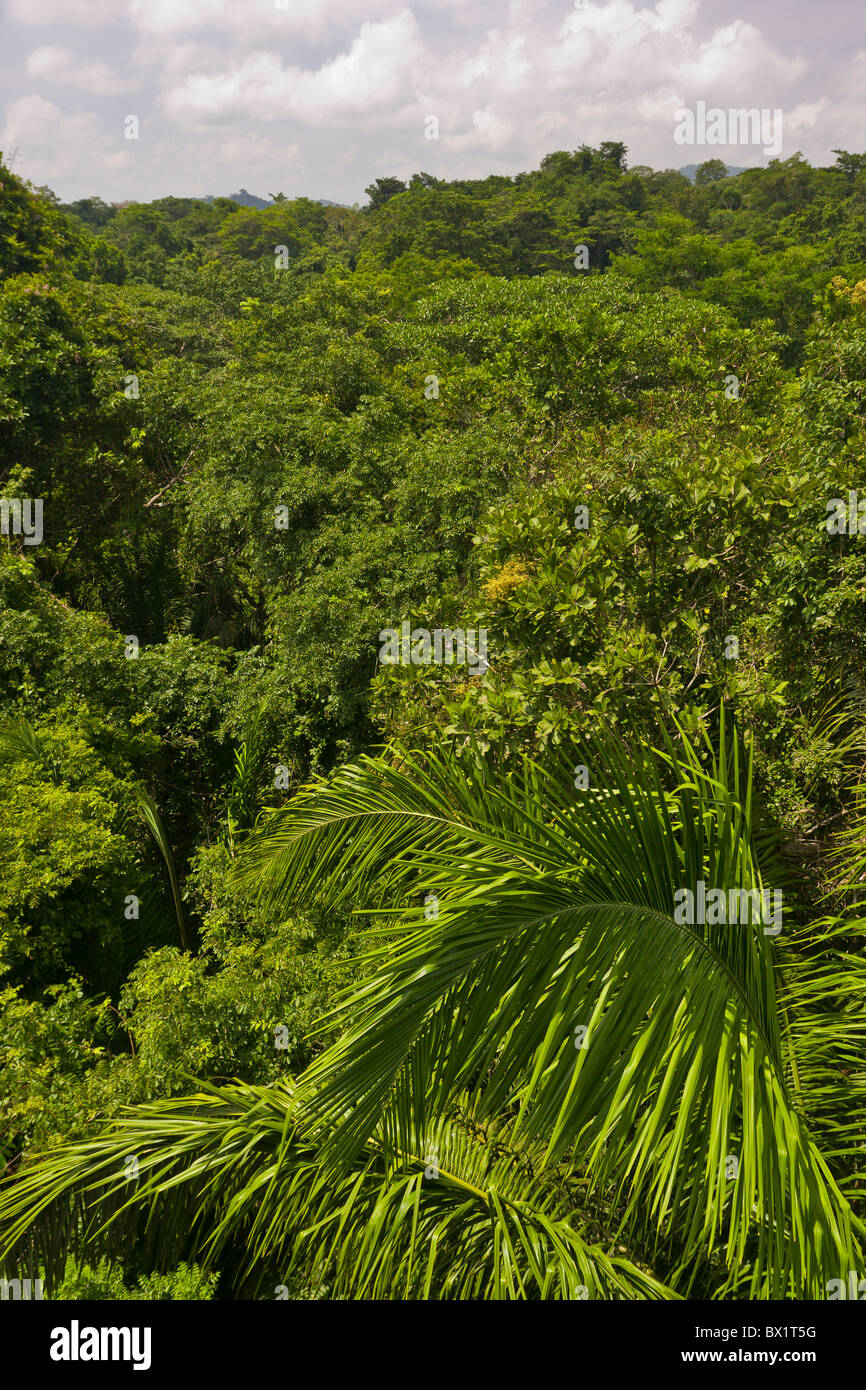 SOBERANIA NATIONAL PARK, PANAMA - Jungle tree canopy, Rainforest Discovery Center at Pipeline Road. Stock Photo