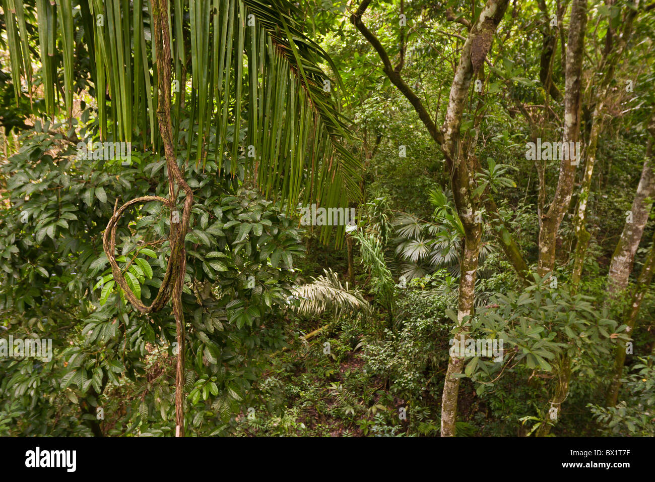 SOBERANIA NATIONAL PARK, PANAMA - Jungle vegetation at Rainforest Discovery Center at Pipeline Road. Stock Photo