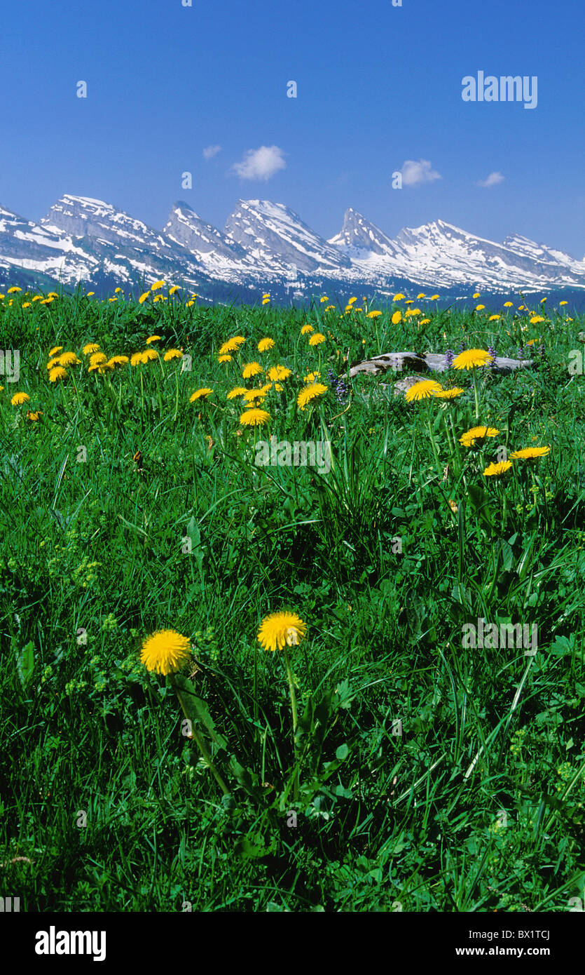 alpine Alps broadness cheers Churfirsten dandelion east Switzerland Europe flora flower flowers Gamplut Stock Photo