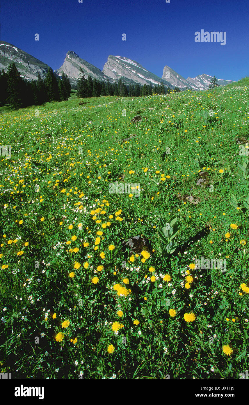 Alp Alp Sellamatt alpine Alps cheers Churfirsten east Switzerland Europe flora flower sea of flowers flow Stock Photo