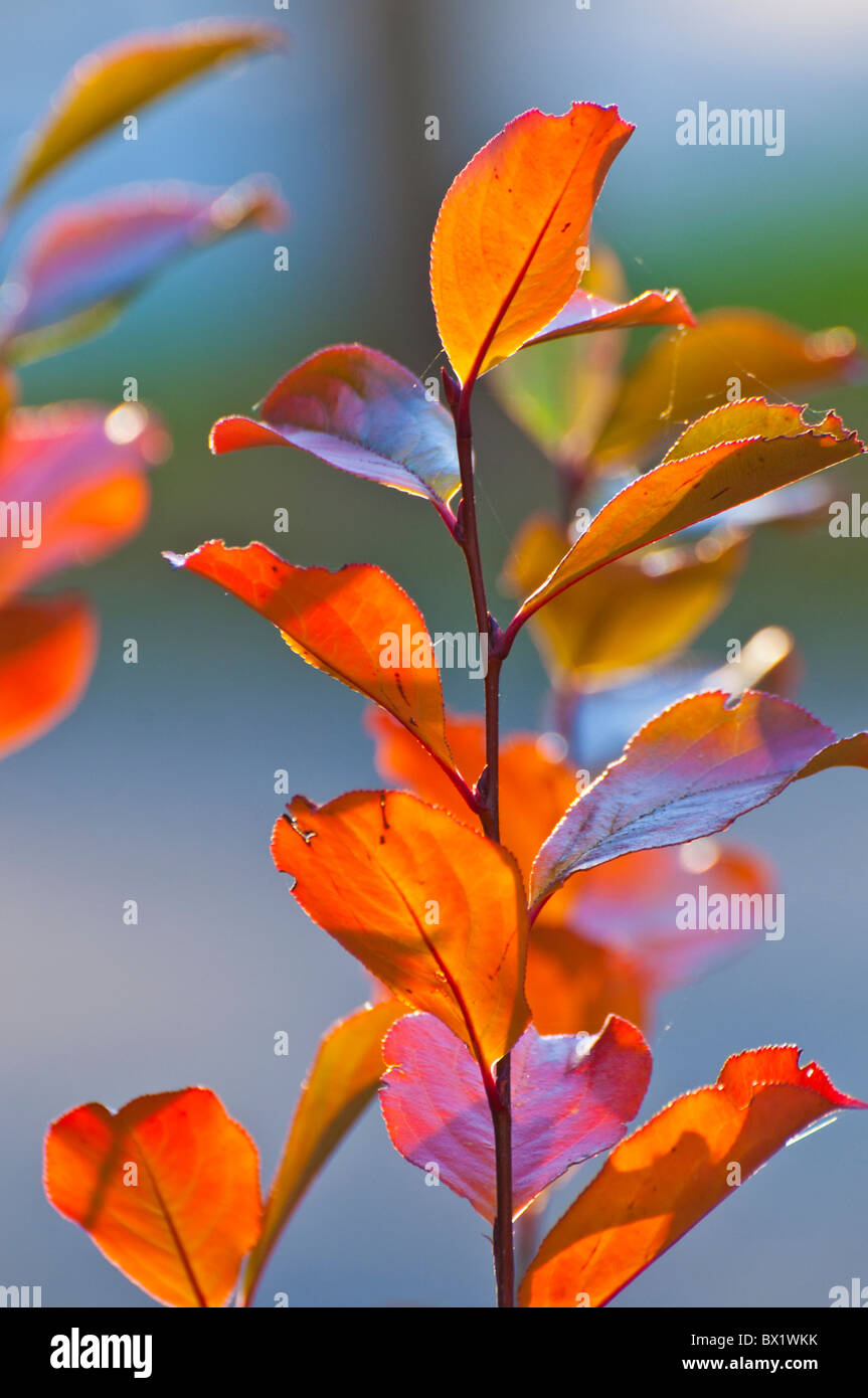 USA,Idaho, Blueberry bushes and leaves in fall color Stock Photo Alamy