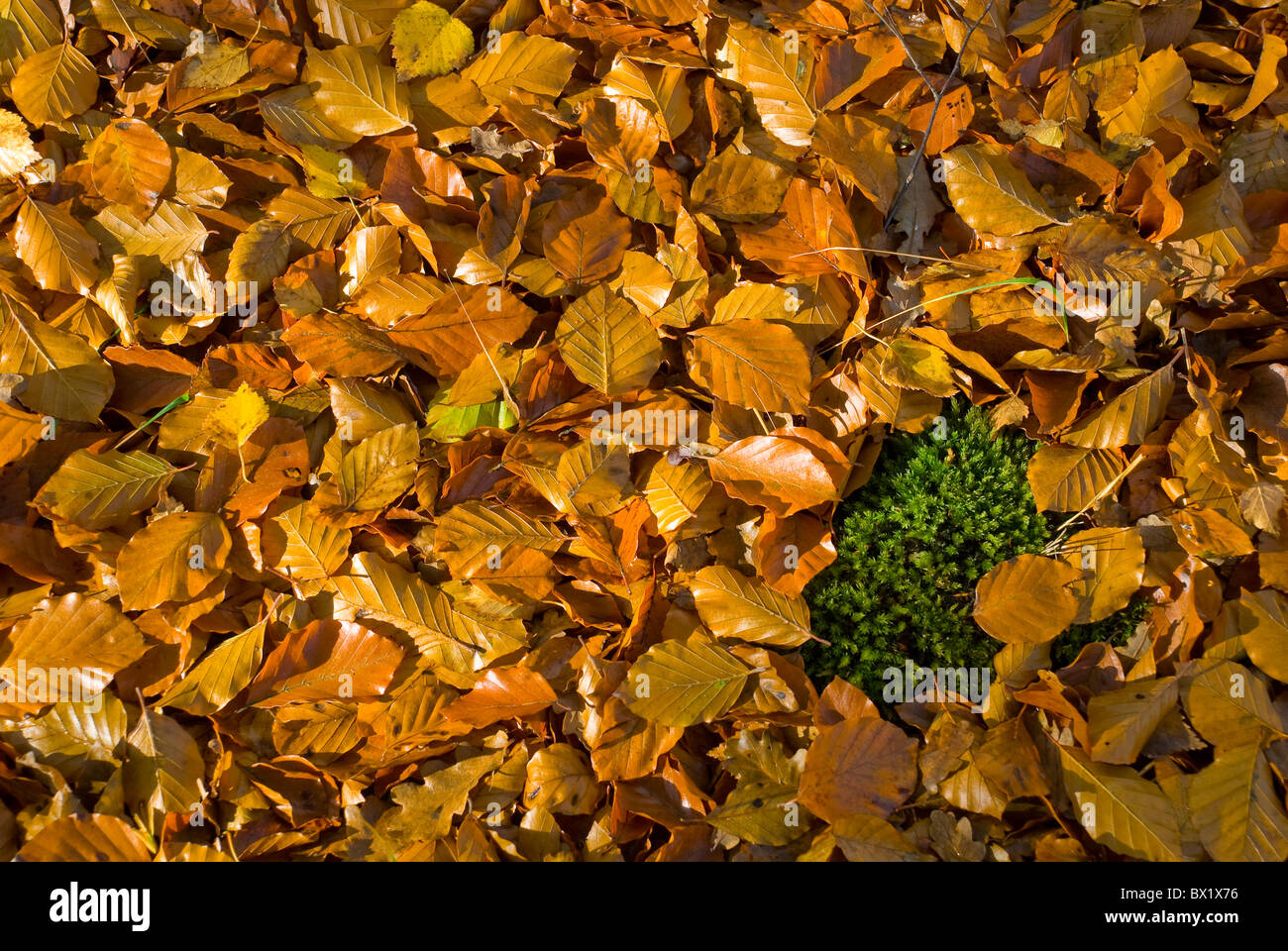 Golden beech leaves hi-res stock photography and images - Alamy