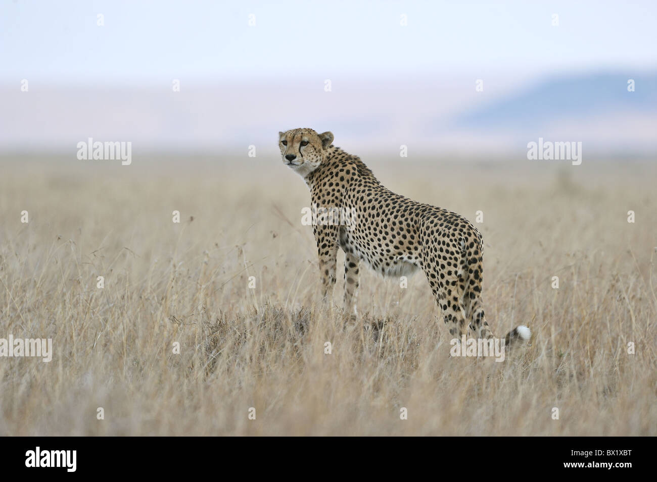 Cheetah (Acinonyx jubatus) one of the 'Three brothers' looking for prey in the surroundings - Maasai Mara - Kenya Stock Photo