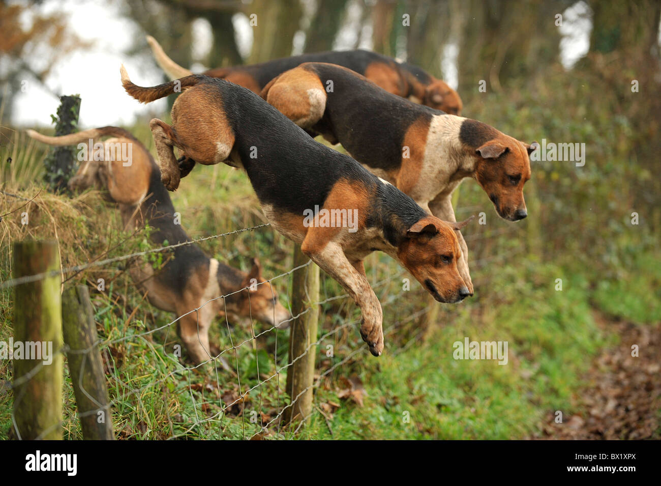foxhounds jumping barbed wire fence Stock Photo Alamy