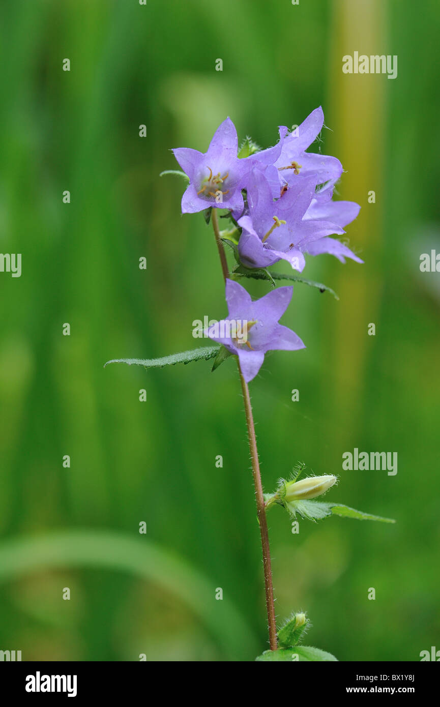 Bearded bellflower (Campanula barbata) flowering in summer - Louvain-La-Neuve - Belgium Stock Photo