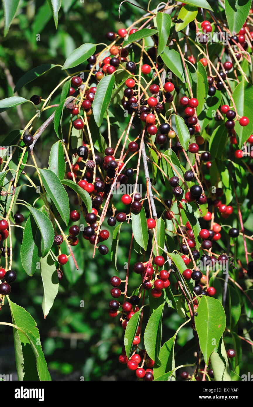 Black cherry - Wild black cherry (Prunus serotina) fruits - drupes in autumn - Louvain-La-Neuve - Belgium Stock Photo