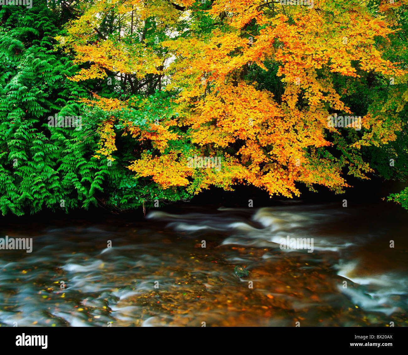 Trees Northern Rivers Trees Along A River Stock Photo - Alamy