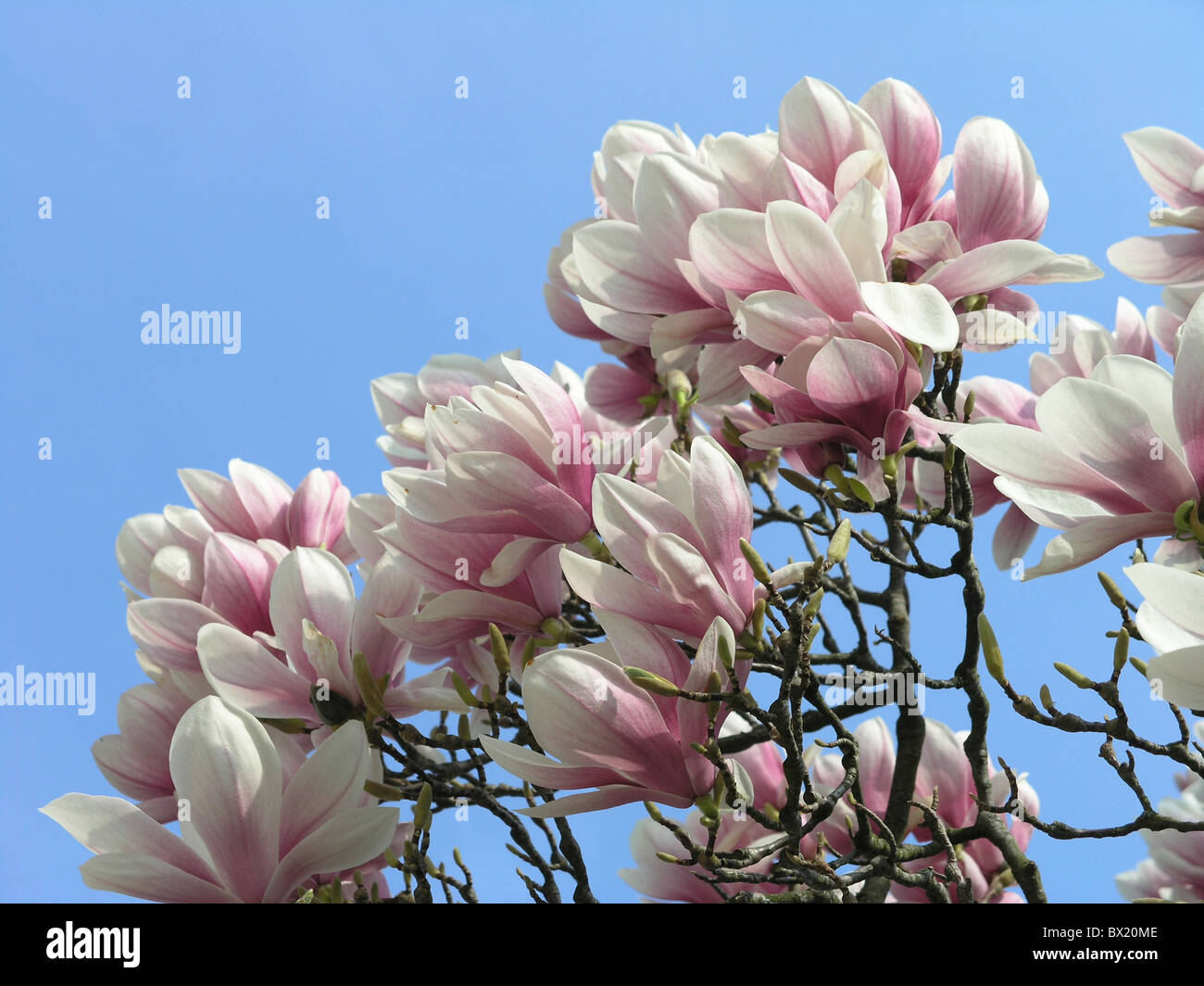 blossom blossoms branches detail Magnolia sky spring Stock Photo