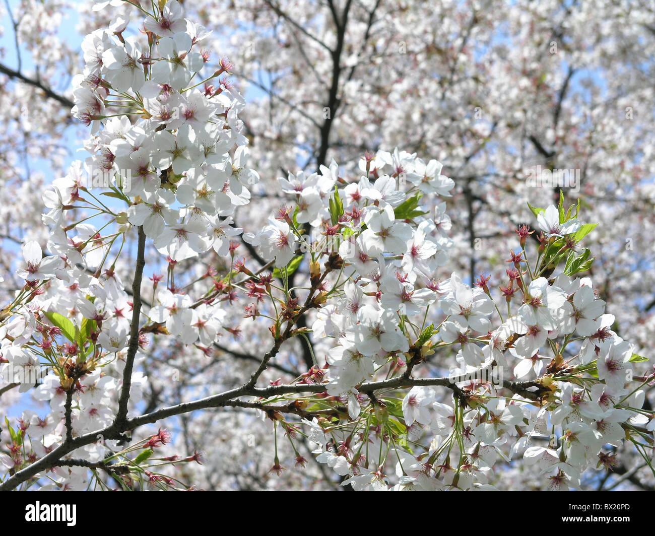 blossom blossoms cherry cherry flower fruit trees Spring trees Stock Photo