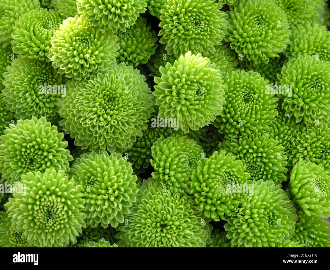 Flowers green blossoms round structure Stock Photo