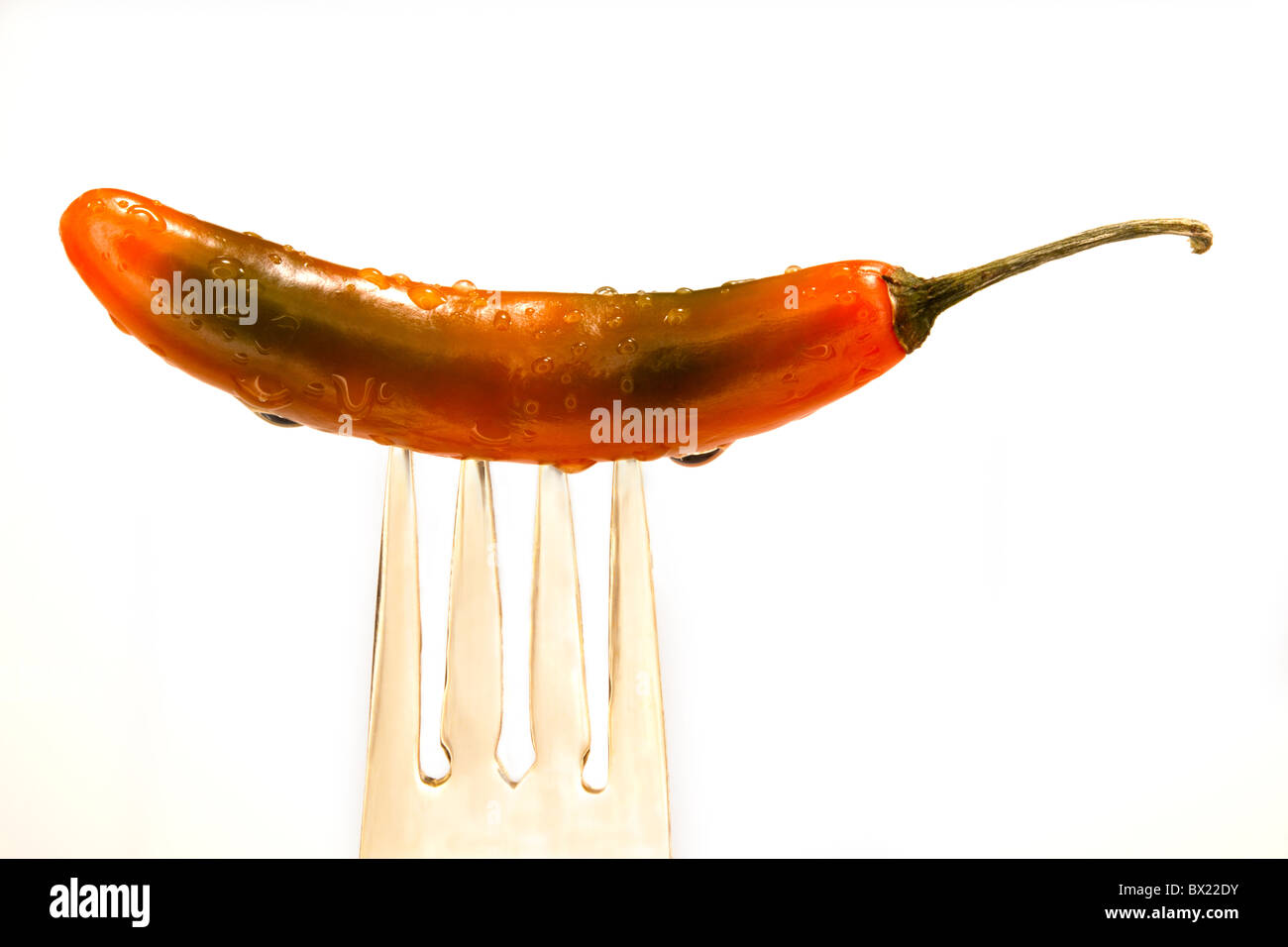 A partially green, yellow, red, wet, jalapeño pepper is attached to a gold fork on a black background. Stock Photo