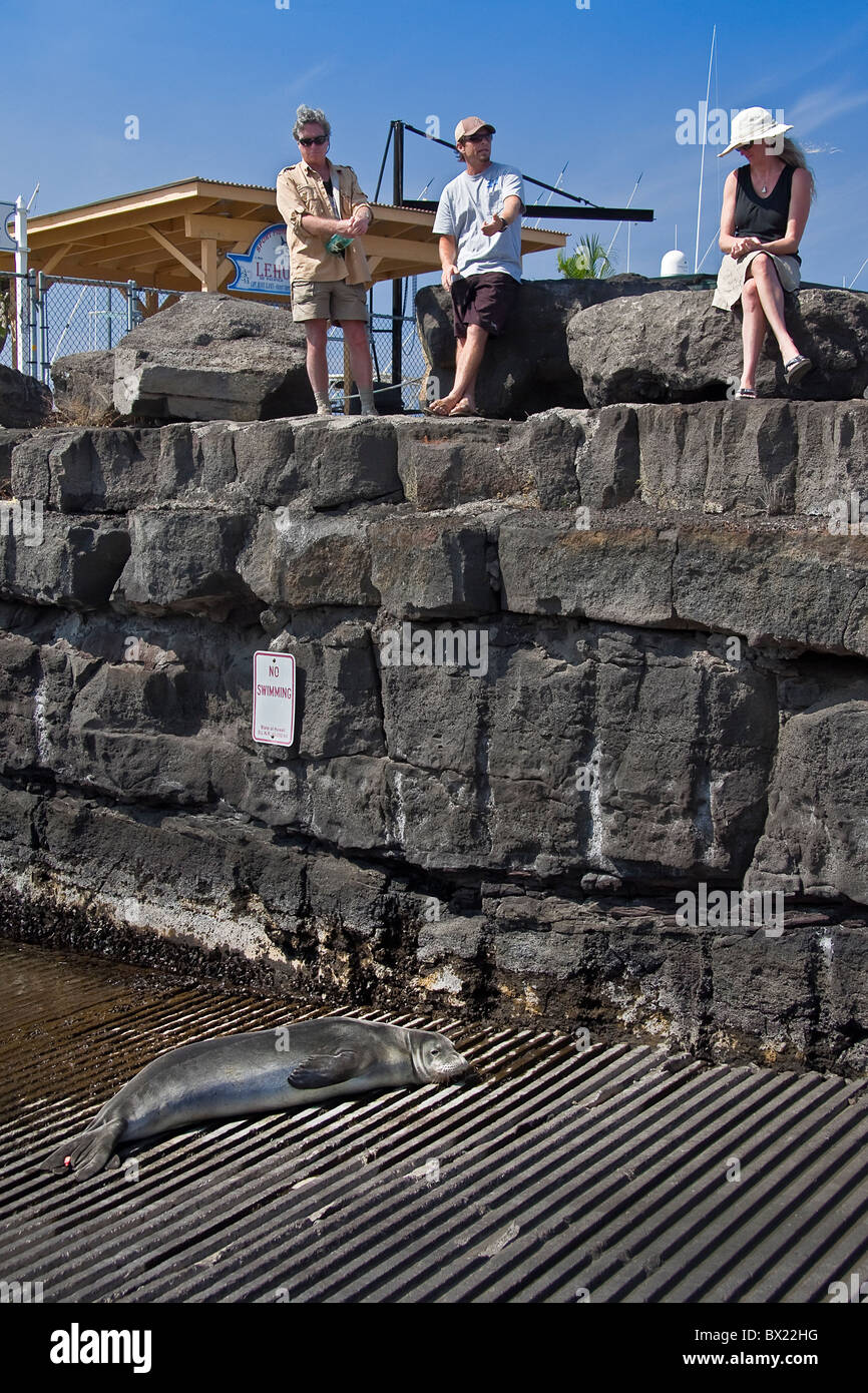 Hawaiian monk seal, Monachus schauinslandi, basking at boat ramp, young