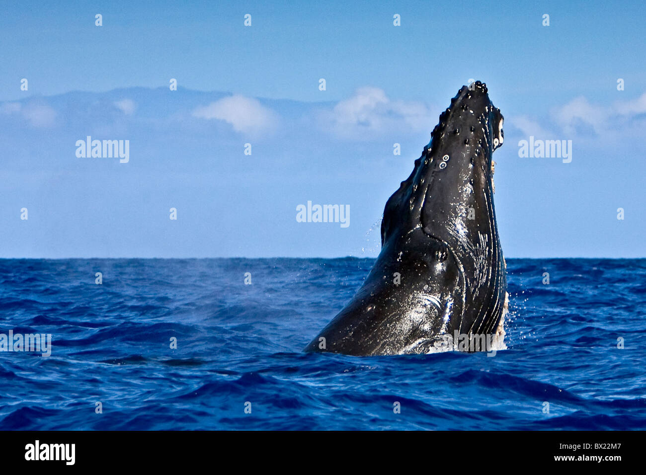 humpback whale, Megaptera novaeangliae, breaching, Haleakala of Maui in background, Hawaii, USA, Pacific Ocean Stock Photo