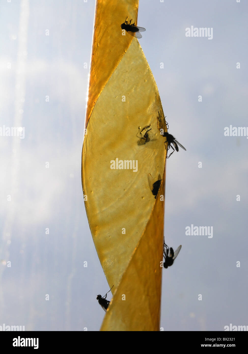 adhesives animal animals flies Fly trap insects person protection
