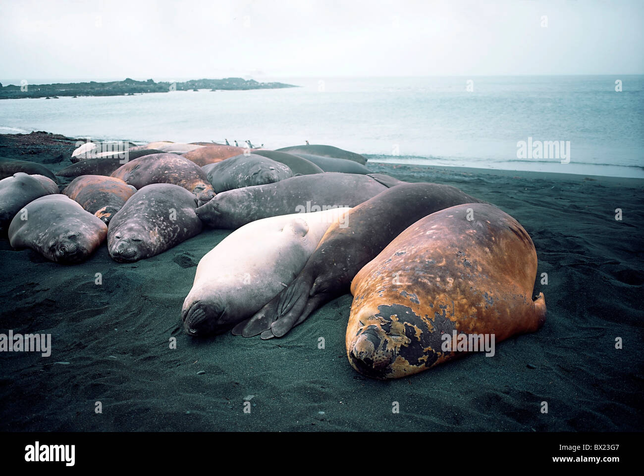 Seals Sleep On Beach, Auckland Island, New Zealand Stock Photo Alamy