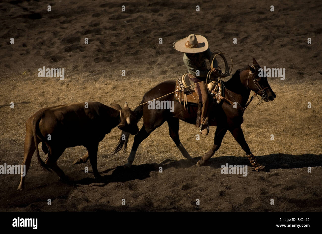 A Mexican Charro lassos a bull as he rides a horse at a charreria competition in Mexico City. Stock Photo
