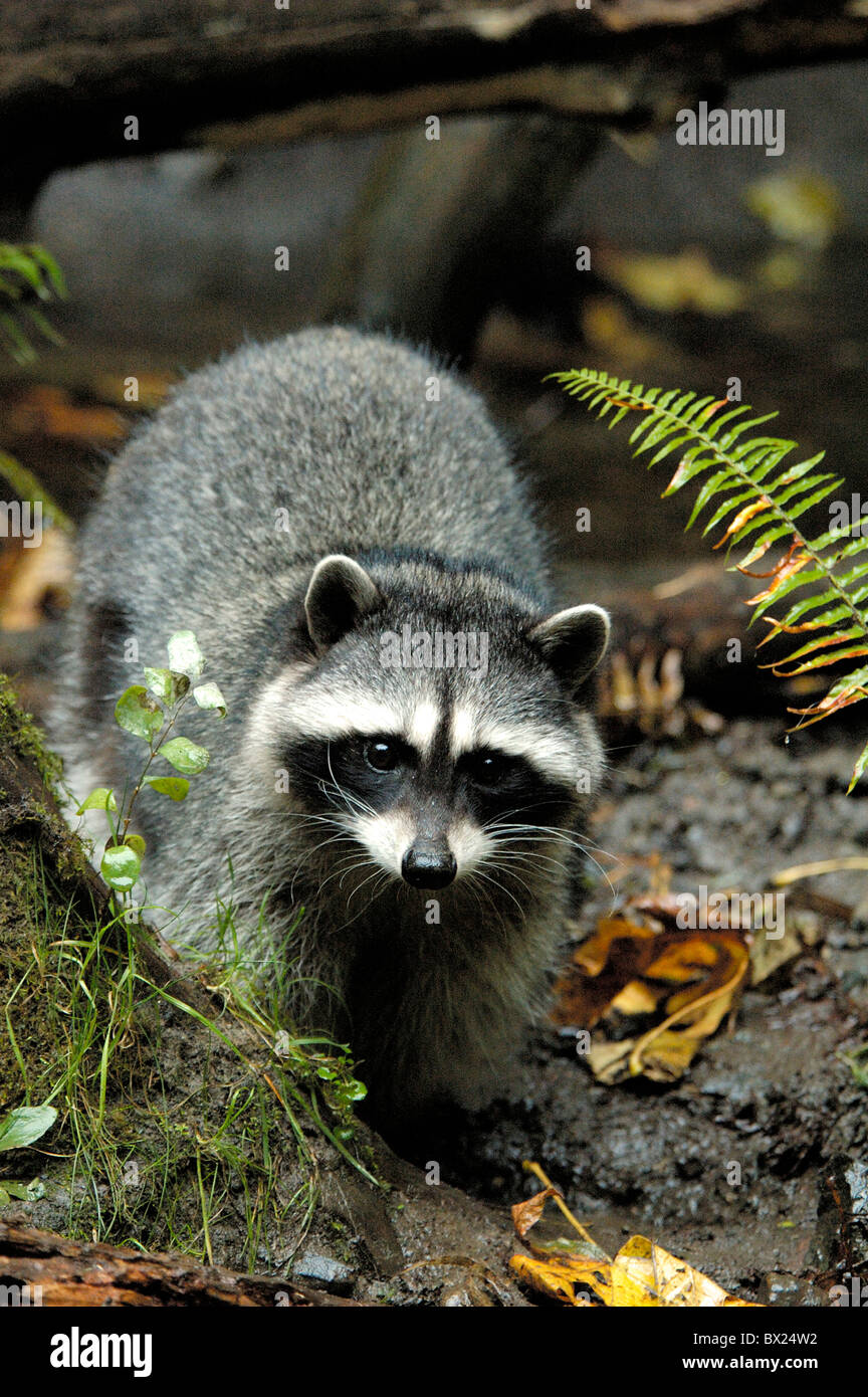 Racoon 10816804 hi-res stock photography and images - Alamy