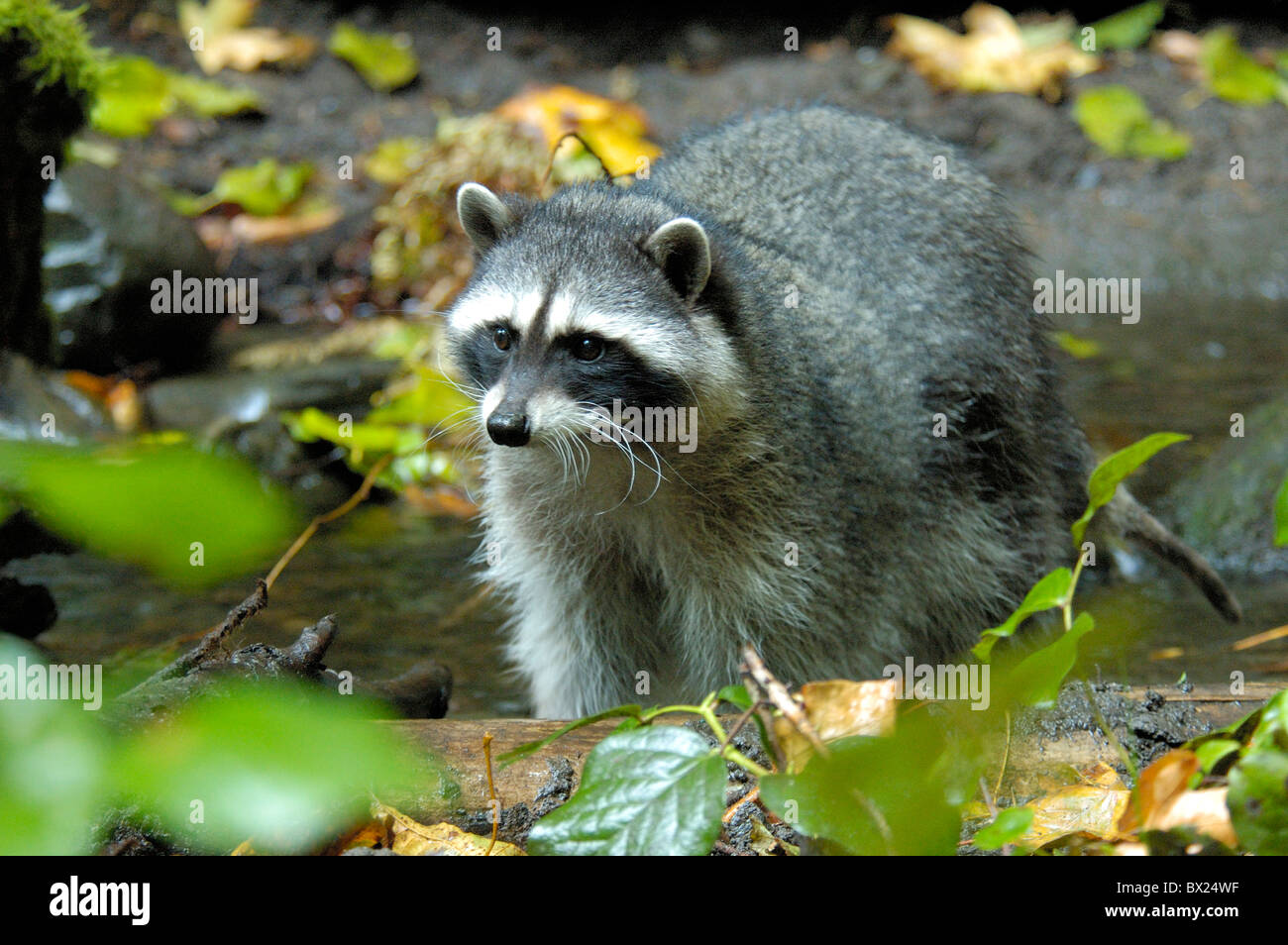 Racoon North American racoon Procyon lotor animals animal Stock Photo - Alamy