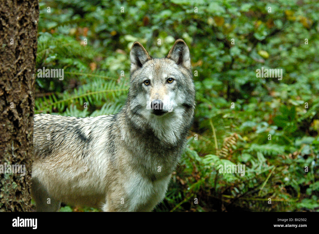 Wolf Canis lupus portrait wood animals animal Stock Photo - Alamy