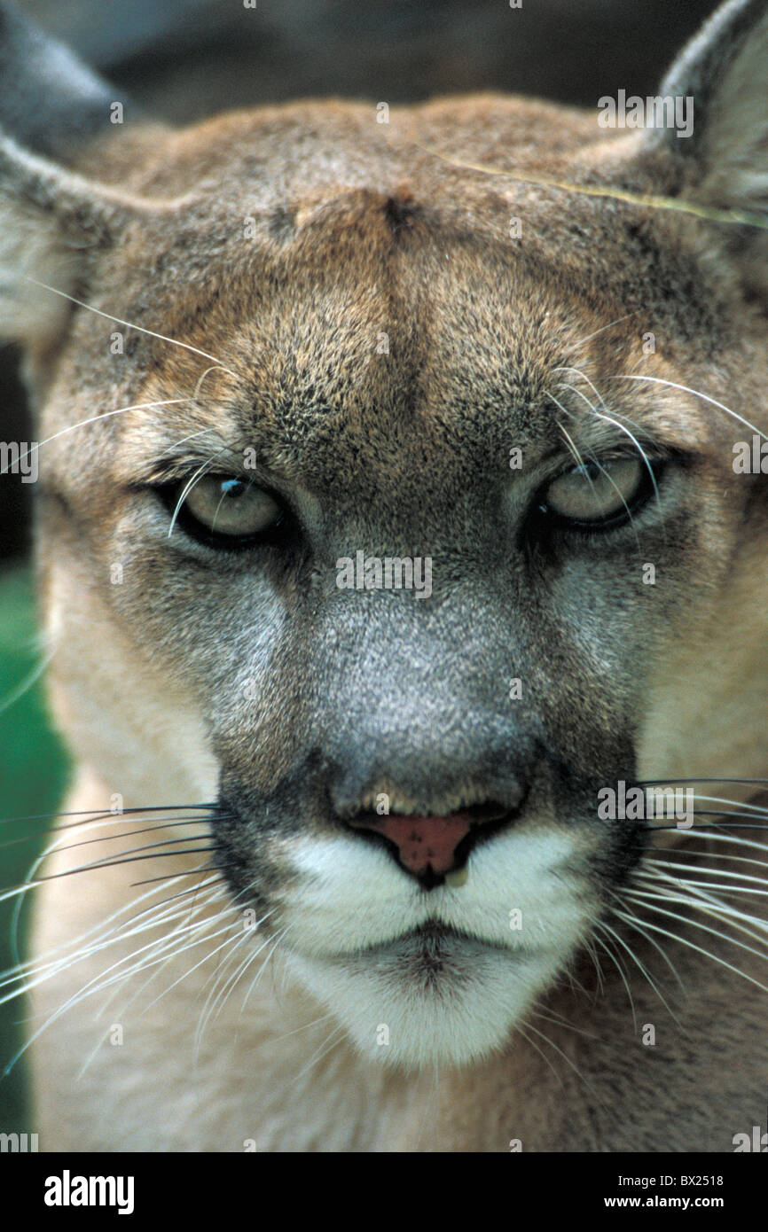 Puma concolor portrait silver lion mountain lion animals animal Stock Photo  - Alamy