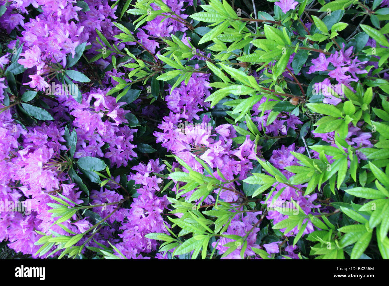 bush Cornwall England Europe flowers Great Britain Europe lilac rhododendron shrub violet wildly Stock Photo