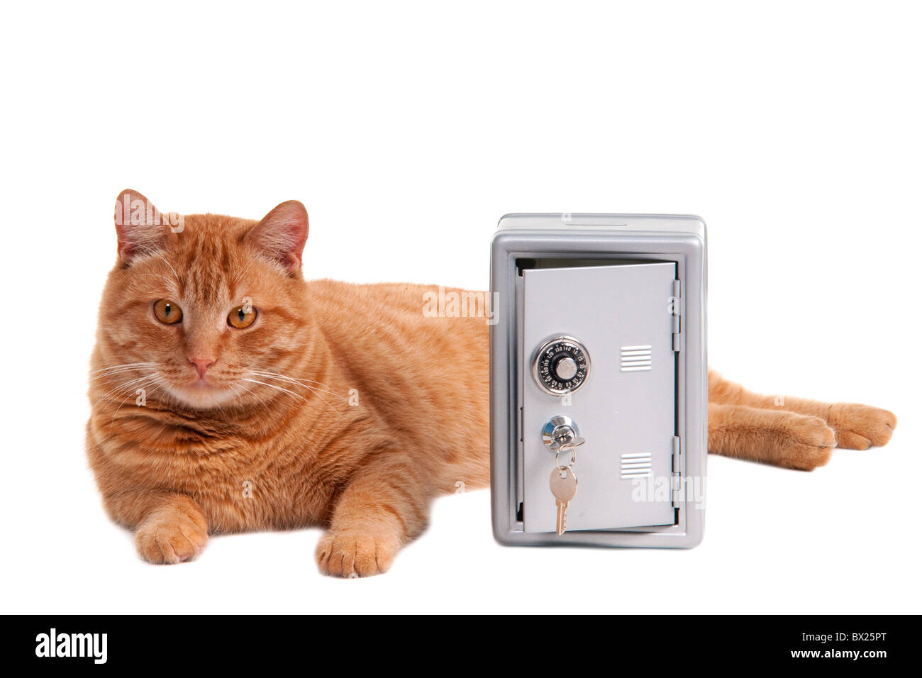 Cat Guard Lying Near Safe Stock Photo Alamy