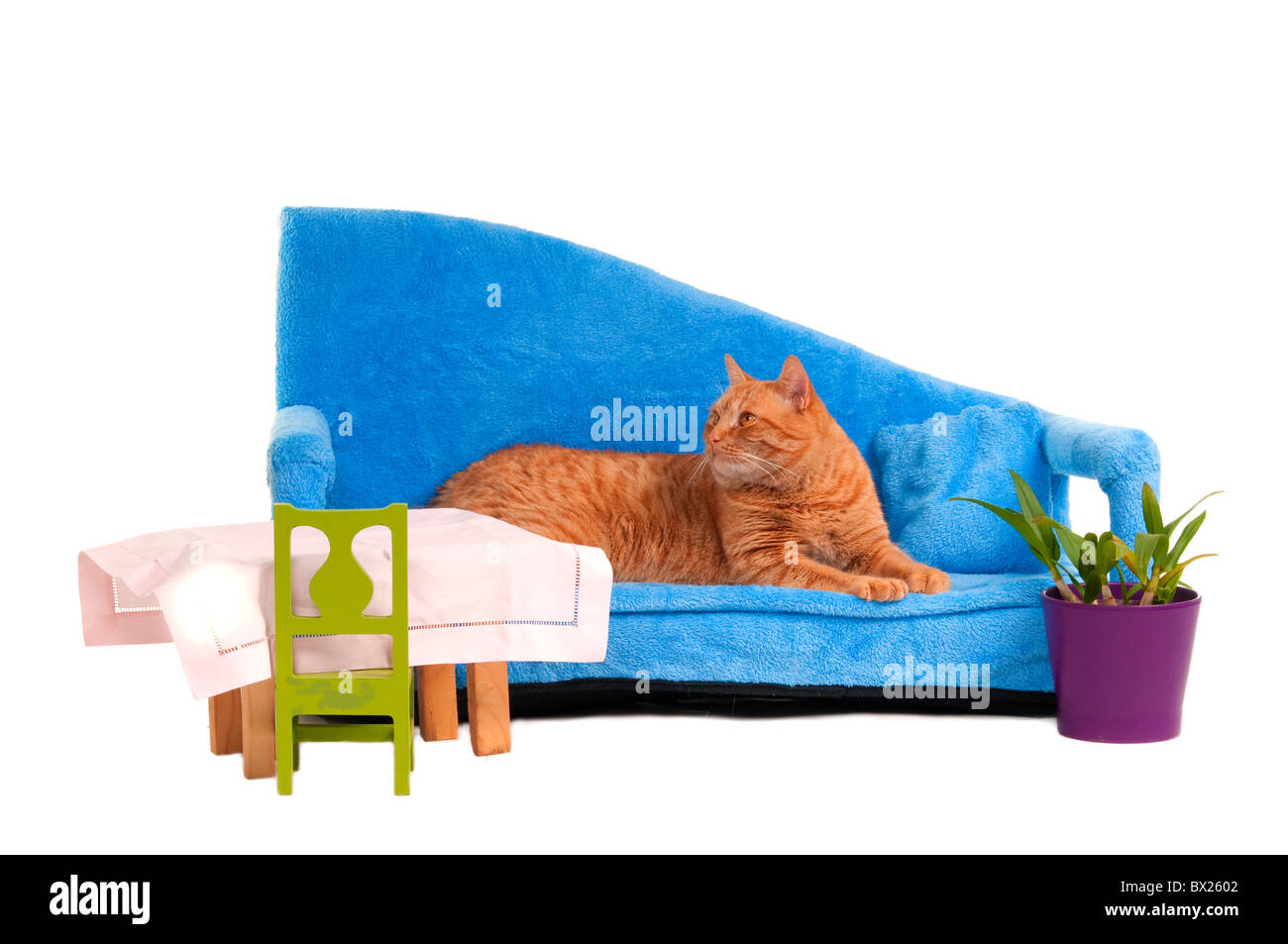 Cat lying on sofa set hi-res stock photography and images - Alamy