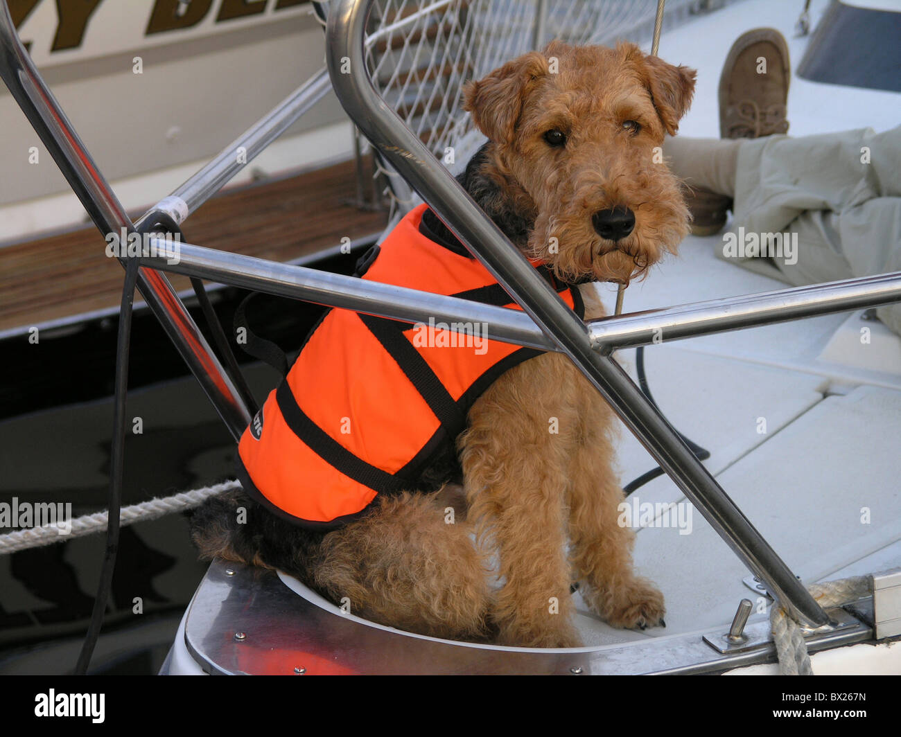 Airedale terrier Animal Animals Boat Color Colour Dog Dogs Life jacket