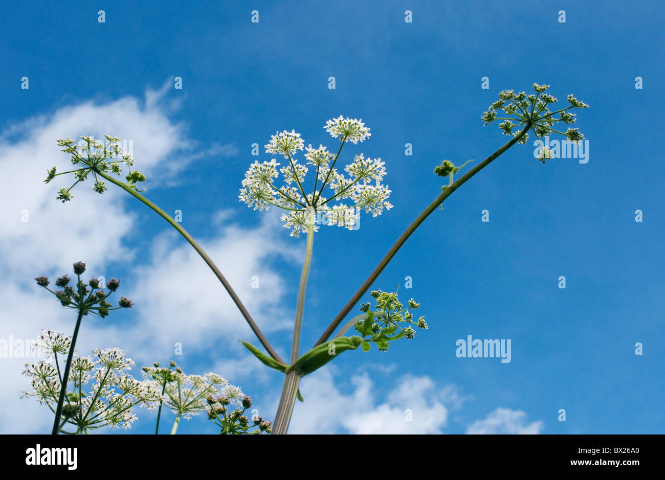 Cow parsley flowerheads against a blue sky with white clouds, Devon UK Stock Photo