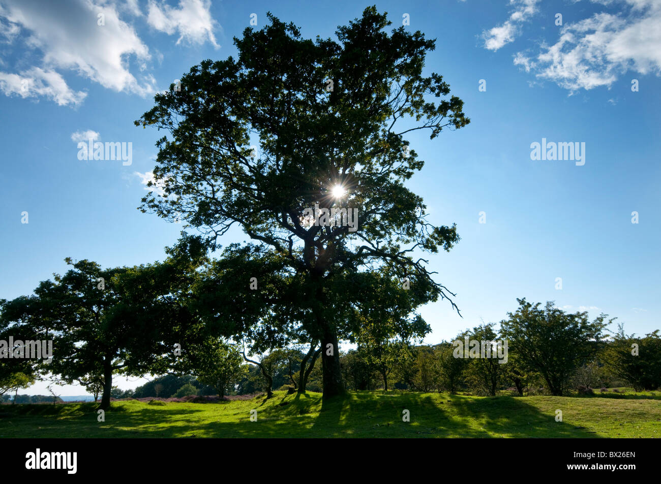 Sun flare shining through branches of an oak tree, Dartmoor, Devon UK Stock Photo