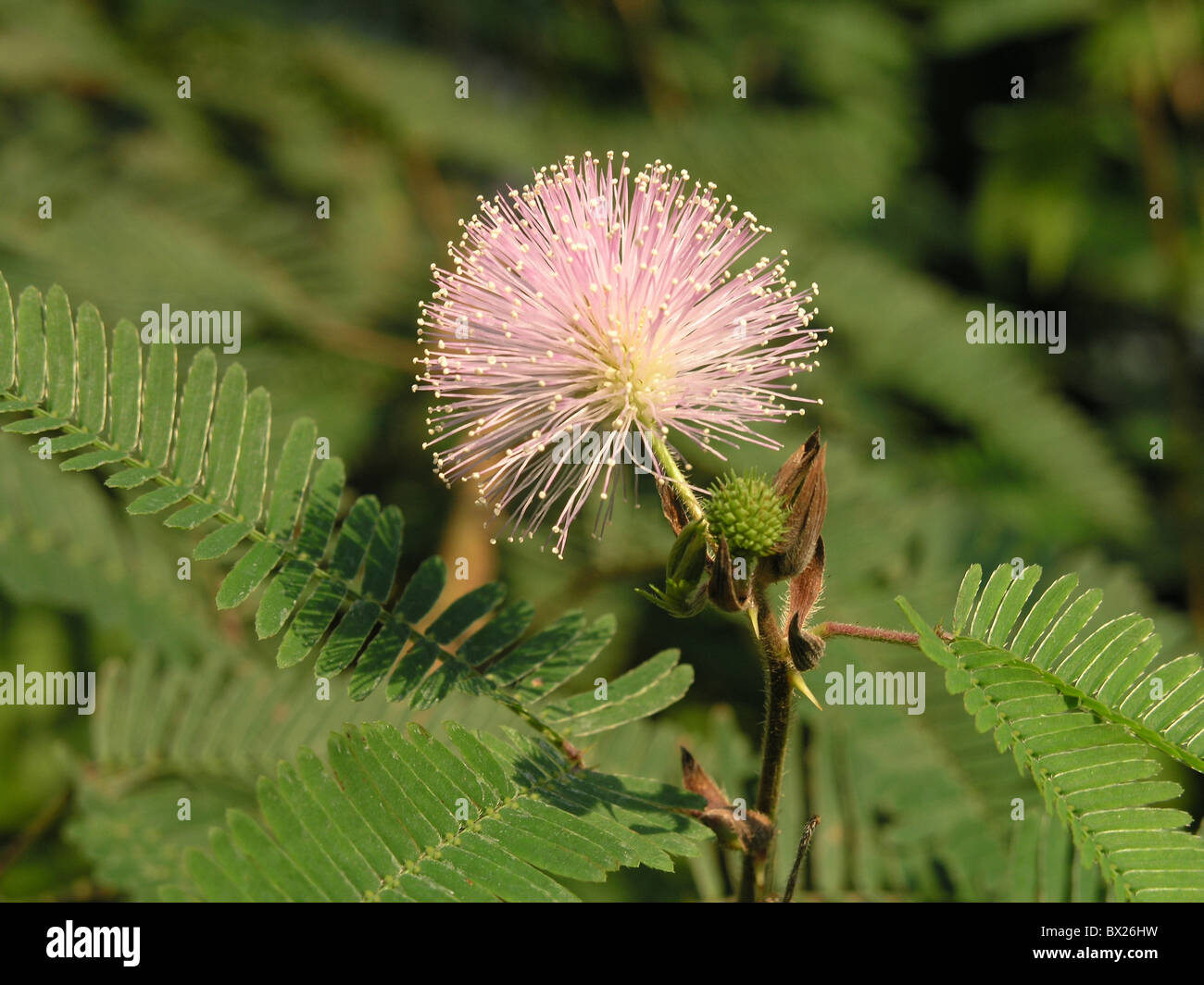 BLOSSOM - Kod Mimosa