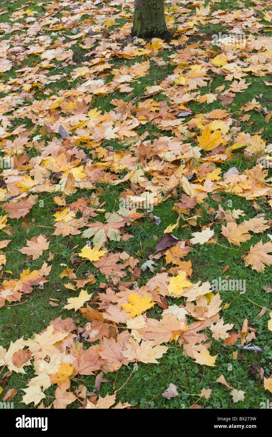 Fallen from a maple tree hi-res stock photography and images - Alamy